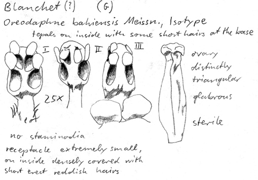 Vorschaubild Oreodaphne bahiensis Meisn.